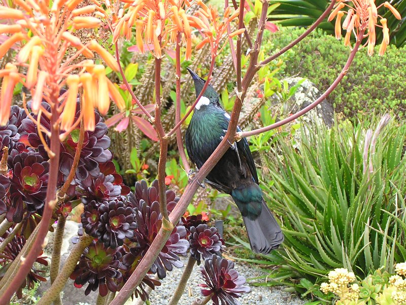 12 (24) Tui (Parson bird).JPG